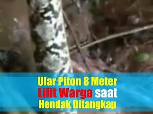 Video Detik-detik Ular Piton 8 Meter Lilit Warga saat Hendak Ditangkap