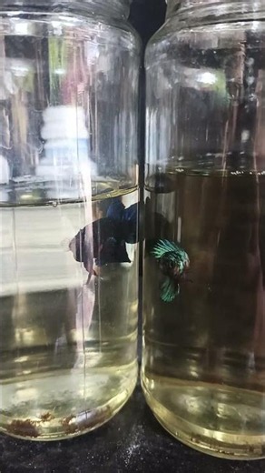 Betta Fish Flare Show | Beautiful Betta Fish Display 🐟