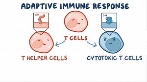 Video: Cell-mediated immunity of CD4 cells - Video Explanation! | Osmosis | Osmosis
