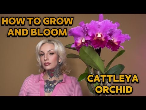 How to Grow and Bloom Cattleya Orchid - Easy Guide