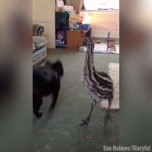 4.8M views · 11K reactions | This excitable emu chick playing with a dog is too good  | UNILAD | Facebook