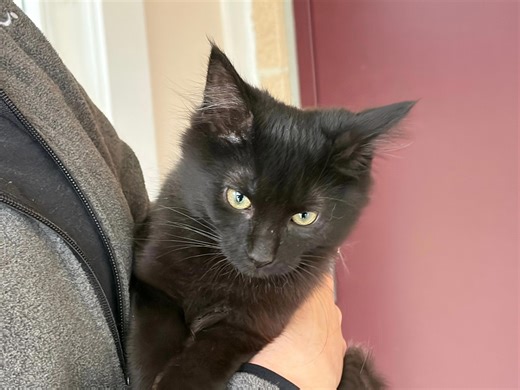 Trail Mix is energetic 3-month-old kitten, pet of the week