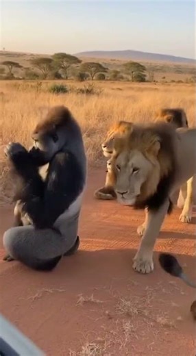 Gorilla Styling Lion Hair Amazing Animal Moment # #Trending #predatorshowdown #shortsfeed