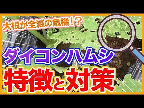 Countermeasures against radish potato beetle with winter vegetables taught by Japanese farmers.