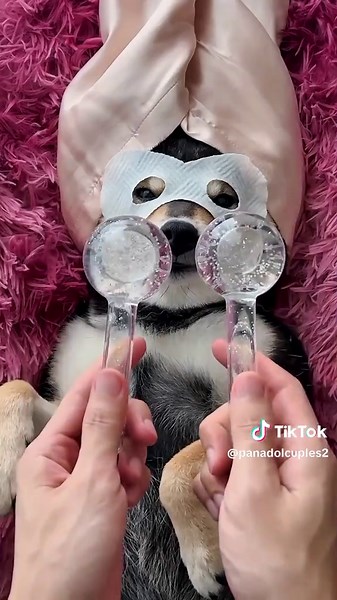 Pampering Your Pup: Manyu's Spa Day Experience