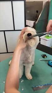 Maltese dog head trim! #shorts