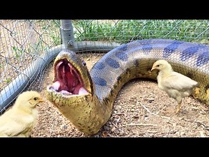 Anaconda Enters Chicken Coop--Eats Chicken