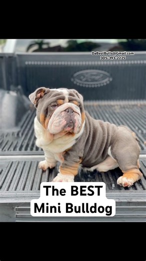 The Best Mini Bulldogs aren’t luck, it’s proper matching to produce the best puppies.