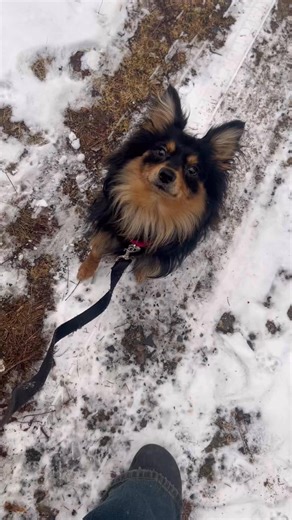 9.5K views · 152 reactions | Leo has come out of his shell and is a...