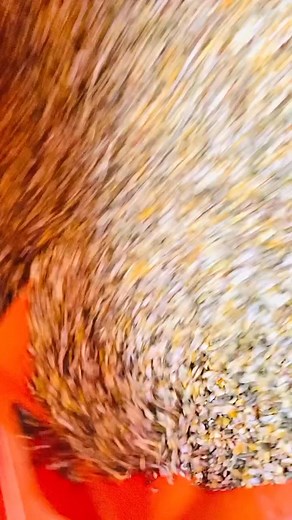 21K views · 327 reactions | Our chickens truly reflect their diet. You can look at a bird and see if it’s receiving proper nutrition. A chicken’s outward appearance reveals the quality of nutrition provided by its breeder | Joe Mac Skinner Fowl | Facebook