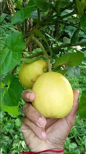Fresh Lemon harvesting in my home garden nimbu fruit 🍋