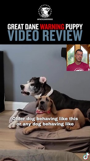 Pack Leader Dogs on TikTok