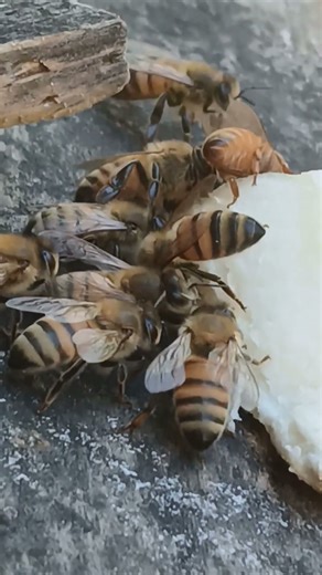 Italian Honey Bees 🐝 Eating Banana Close-Up | #shorts