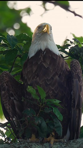 Bald eagle watching over its territory….#Sony #sonyalpha #sonyphotography #sonyprousa #natgeo #natgeoyourshot #natgeowild #eagles #baldeagles #usa #birdsofprey #predator #birds #wildlife #wildlifephotography #natgeowildlife #birdsofinstagram #birdwatching #wildanimals #wildlifeplanet #naturelovers #naturephotography #bbcearth #natgeowildlife #wildlifeconservation | Mike J Dukarm