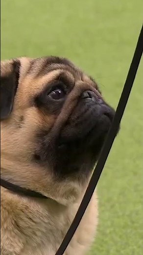 Pugs are among the oldest canine breeds