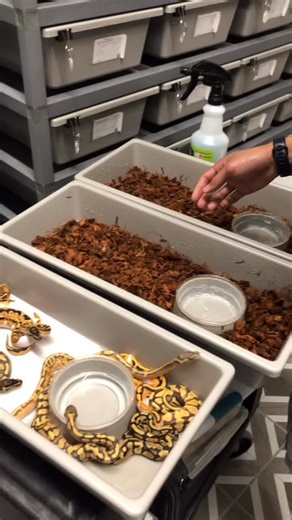 Cameron Chou on Instagram: "How Many Times Can I Get Bitten? #shorts #snakes #ballpython #ballpythons #ballpythonsofinstagram #snakebreeder"