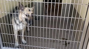 DEVYN #A1494125 41lbs Owner surrender (NO LONGER LISTED) I am a female, black and white Siberian Husky. The shelter staff think I am about 1 year and 7 months old. http://petharbor.com/pet.asp?uaid=RVSD.A1494125 DAVINY #A1496640 64lbs (NO LONGER LISTED) I am a female, black and tan German Shepherd Dog.Shelter staff have estimated my age to be approximately 3 years old. I have been at the shelter since Jan 11, 2019. I am available for adoption Jan 16, 2019. http://petharbor.com/pet.asp?uaid=RVSD6
