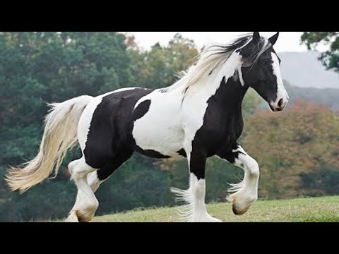 America’s Next Champion Breeds: Rare Livestock Changing the Game