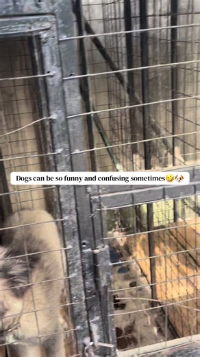 Embracing Self-Love in Dogs