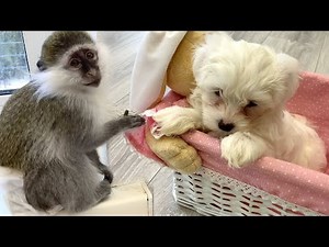 Monkey meets baby puppy for the first time