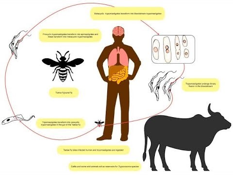 Control Measures for African Trypanosomiasis sleeping sickness