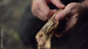 A male camper tears pieces off a stick for kindling in slow motion.