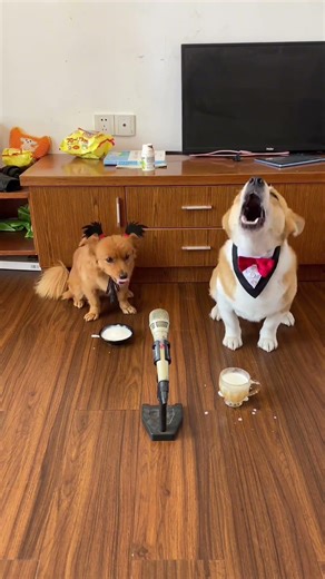 But they had a great time singing.#pets #funny #cute #dog #animals