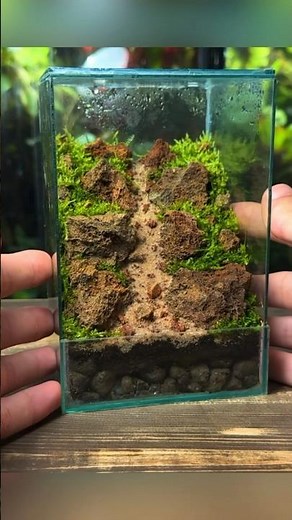 Creating a Moss Mountain Terrarium!⛰️🌱