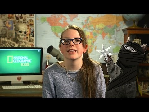 Dog Tricks 🐶 | Nat Geo Kids Pet Tricks Playlist