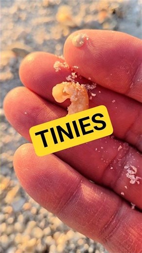 TINY Seashells 😎 #seashell #shellinginflorida