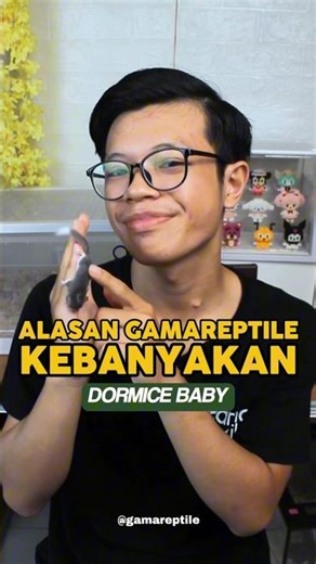 It's better to try keeping a baby dormice 😆 #dormice #africanpygmydormice #SahabatKecilGamareptile