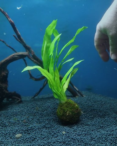 Sword Plant on Sinking Java Moss Ball – Live Aquarium Plant - Etsy