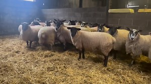 1.5K views · 11 reactions |  Entered for our special sale of in lamb ewes, Monday 12th February   20 tremendous Suffolk x, Texel x and Mule ewes in lamb to the Texel and Beltex tup. from CA&JG Skidmore, Needless Hall Farm. | Darlington Farmers Auction Mart | Facebook