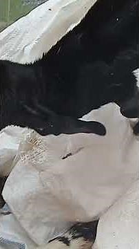 biggners guide to take care of goat baby