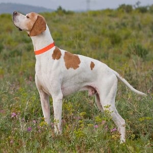 Characteristics of the English Pointer Dog Breed ▷➡️ Postposmo