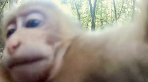 19 reactions | In Longling, Yunnan, infrared cameras caught a rare and adorable moment – a wild baby stump-tailed macaque, or bear macaque, curiously poking at a lens like it was a tasty treat! This species is under second-level national protection in China. #EcoCivilization #ChinaTravel #ChinaTour #GlobalGovernance #BetterLife #UN80 | China Plus America | Facebook