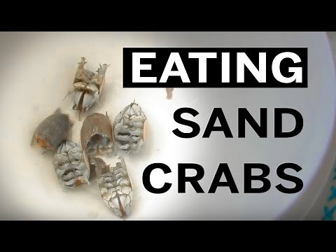 Hunting, cooking and eating sand crabs, aka mole crabs or sand fleas