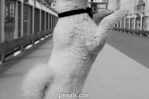 Free Woman+On+Kennel+Breeding+Bench Videos