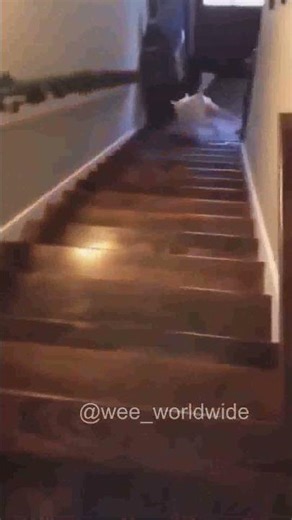 #wee #failed #memes #SUBSCRIBE for daily updates! #Shorts