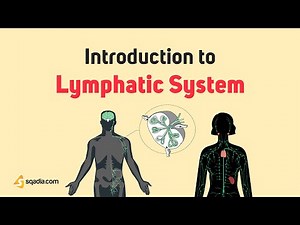 Introduction to Lymphatic System | Basic Anatomy and Physiology Animations