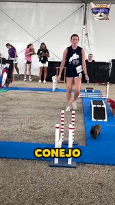 Este Conejo Fue Entrenado para Ganar 🐇🥇 #conejos | El Gato Pipo