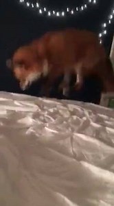 "Sleeping Habits" 󾀔 Juniper does sleep in the bed with us most nights. Moose likes to sleep in between my boyfriend and I, and Juniper likes to sleep on top of Moose. Foxes are nocturnal animals so they're most active at night. Some nights end up with her pouncing on us, nibbling on toes, or running around crazily, but she eventually settles down and sleeps. Like most puppies Juniper was kennel trained from a young age. This means we would place her in a kennel at night before bed. This helped 