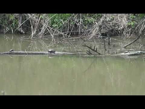 Turtles basking in the sun