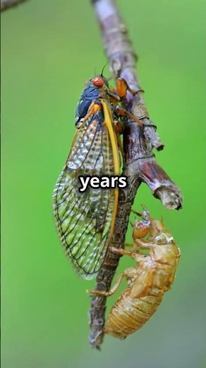 The Fascinating Life Cycle of a Dragonfly #wildlifeconservation #wildlifegarden #dragonfly #garden