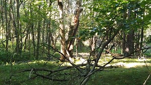 Tulips, Flowers, Tulip Field