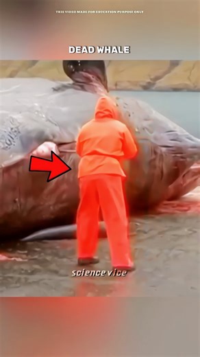 Science Vice on Instagram: "Why Dead Whales Suddenly Explode?” When a whale dies, gases start building up inside its body. Over time, the pressure grows so much that the whale swells up like a balloon. And if it washes ashore, it becomes a ticking time bomb—eventually bursting with a massive explosion! 🐋💥 Have you ever heard about this before? 👀👇 #whale #DidYouKnow #Wildlife #knowledge #science #ocean #sealife #mystery #entertainment"