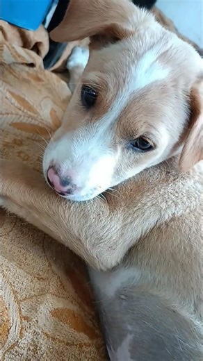 Pretty little DEVILS ❤️🐶❤️🐶