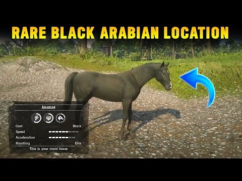 How To Get Rare Black Arabian Horse In Chapter 2 For Free With Location - RDR2