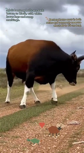Why Does a Southeast Asian Wild Cattle Live in Australia’s Far North? Let's find out