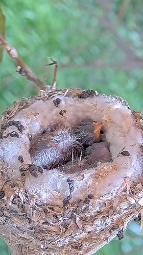 18K views · 230 reactions | FUNNIEST POOP VIDEO EVER_ Baby Hummingbirds Shoot Poop from the Nest with Funny Sounds | Beauty of Nature | Facebook